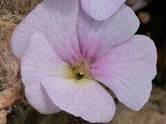 Helicteres darwinensis