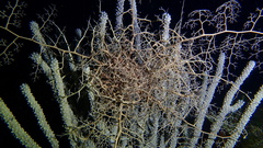 Astrophyton muricatum