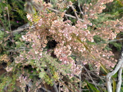 Erica vallis-fluminis