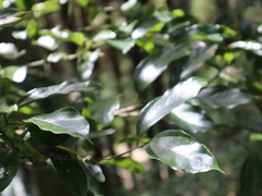Cryptocarya chinensis
