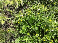 Potentilla approximata