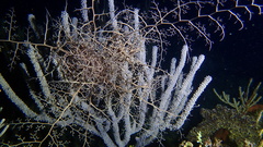 Astrophyton muricatum