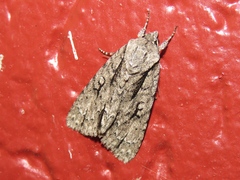 Acronicta lobeliae