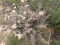 Erica vallis-fluminis