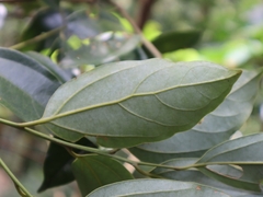 Cryptocarya chinensis