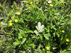 Potentilla approximata