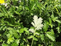 Potentilla approximata