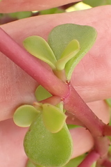 Portulacaria afra