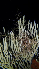 Astrophyton muricatum