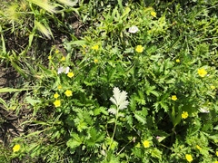 Potentilla approximata