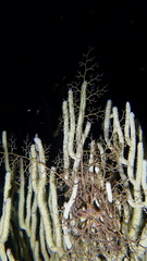 Astrophyton muricatum