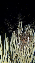 Astrophyton muricatum