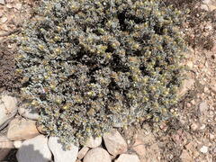 Macledium spinosum