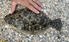 Paralichthys lethostigma