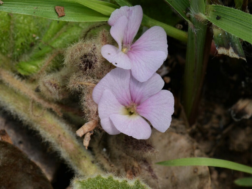 Helicteres darwinensis