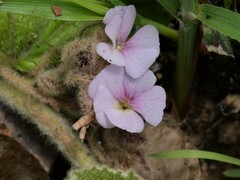 Helicteres darwinensis