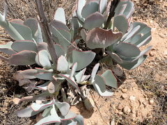 Cotyledon orbiculata
