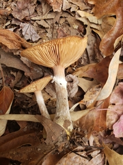 Armillaria gallica