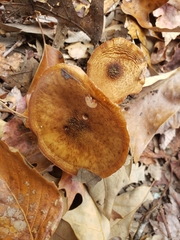 Armillaria gallica