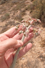 Cotyledon orbiculata