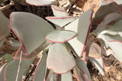 Cotyledon orbiculata