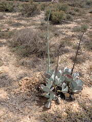 Cotyledon orbiculata