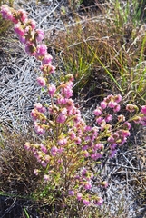 Erica mauritanica