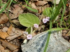 Helicteres darwinensis