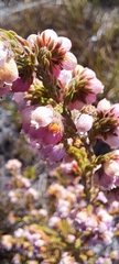 Erica mauritanica