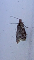 Eudonia heterosalis