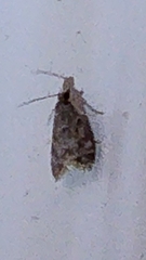 Eudonia heterosalis
