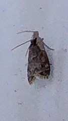 Eudonia heterosalis
