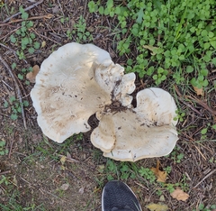 Bondarzewia berkeleyi