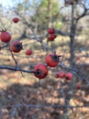 Crataegus ouachitensis