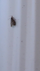 Eudonia heterosalis