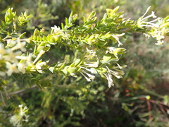 Gnidia caniflora