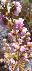 Erica mauritanica