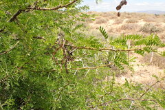 Vachellia karroo