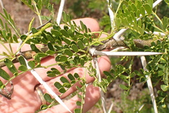 Vachellia karroo