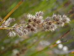 Hypodiscus argenteus