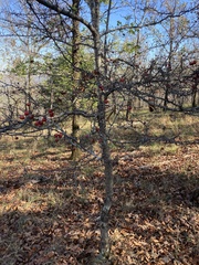 Crataegus ouachitensis