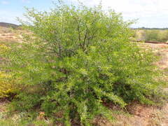 Vachellia karroo