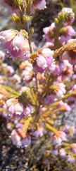 Erica mauritanica