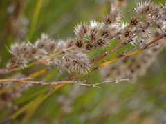 Hypodiscus argenteus
