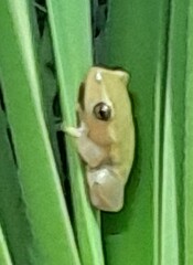 Hyperolius pickersgilli