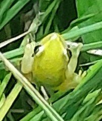 Hyperolius pickersgilli