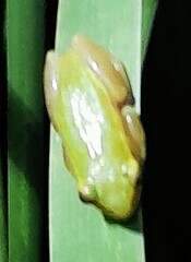 Hyperolius pickersgilli