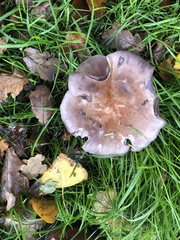 Lepista personata