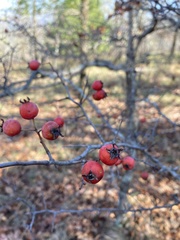 Crataegus ouachitensis