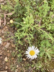 Brachyscome diversifolia